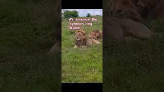 We remember the legendary king Orkitok Salas male lion .