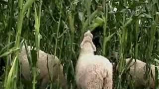 CORN GRAZING AUG 2010