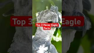 Harpy Eagles are Incredible! #animalfacts #animals #harpyeagle