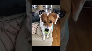 Moose's Journey Begins! #dogs #beagle #jackrussell