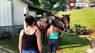 How Stallions Breed First Time at Horse Stable Educational Video