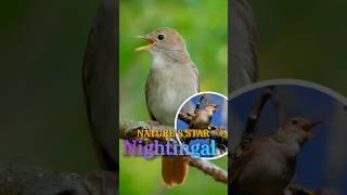 Nightingale Bird Sings Sweet Melody #birds #birdsounds #birdssinging #shorts #bird #Exoticbird