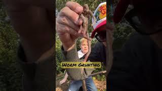 How to get worms. #grunting #howto #youtubeshorts #wormgrunting