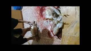 Woman slaughtered the chicken   educational video