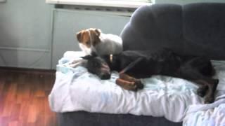 Happy dobermann pinscher Joan Justien McNifferson