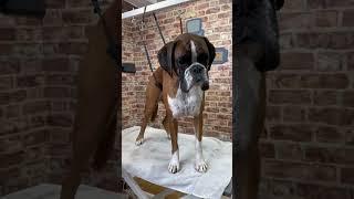 Doggy Daily Episode 193: George the Boxer  #boxer #doggrooming