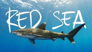 Searching for the Legendary Shark of the Red Sea // Life, Uncharted Ch. 02 [Documentary]