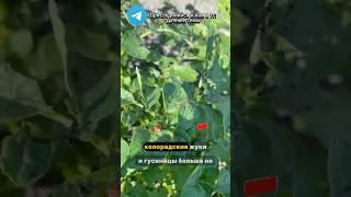 Лучшее средство против вредителей на участке!  #дача #вредители  #огород #муравьи #тля #гусеница