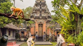 Ubud Bali Sacred Monkey Forest Sanctuary | All You Need To Know Before You Go