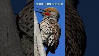 10 Bird Calls for You to Learn - Part 1