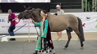 Башкирская лошадь