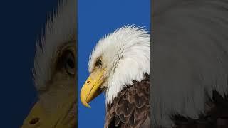 Courage, bravery, beauty  free and wild ️#baldeagle #wildvancouver #shortsvideo #raptors