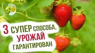 Земляника садовая - посадка и уход. 3 способа посева земляники семенами