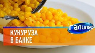 Галилео  Кукуруза в банке