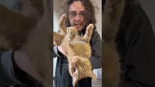 Cat hair is edible whether you want it to be or not