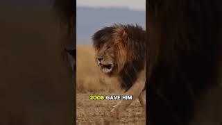 The invincible king of wildlife: Scarface!