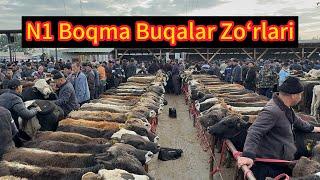 BOQMA BUQALARDI ZOʻRLARIDAN 29.10.2024. MAZZA QILIB TAMOSHA QILIN