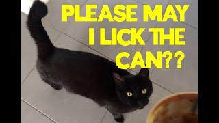 Black Cat Begs to Lick Soup Can!