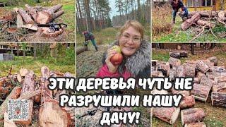 Эти деревья чуть не разрушили нашу дачу!Устраняем хаос,распил упавших деревьев.Устали, но счастливы