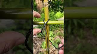 Genius Knot