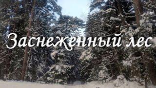 Красивый зимний лес / Relax / Beautiful winter forest / Ilus talvine mets