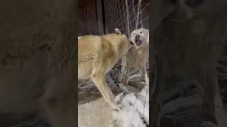 Волэнд Алмаз через решетку вцепился в Вольфхунда Оскара 