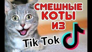 Смешные КОТЫ из Tik Tok / Funny CATS from Tik Tok