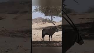 The Fascinating World of Gemsbok