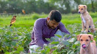 Indian Rural Life : Delicious Food and Beautiful Nature