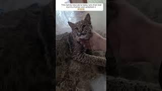 This family rescued a baby lynx that had lost its mother and adopted it #animalshorts #lynx