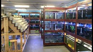 AMAZING Fish Store Tour at Tamed Waters Minnesota!