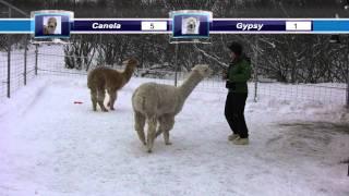 Alpaca Target Frisbee