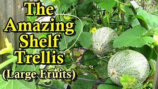 The Best Garden Trellis for Watermelons & Pumpkins - Shelving Trellising for Large Fruits