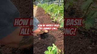 Harvesting Basil All Summer Long!! #basil #regenerativeagriculture #growyourownfood