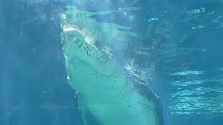 Giant Crocodile at Crocosaurus Cove (Darwin) : VLOG AUSTRALIA