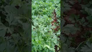 plantação de coentro #flores#chacara#nature#plantas#cheiro verde#vidanaroça#rafaela Costa