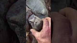 DRAGON DIG part 2– site excavation, teeth and other hybrids full video