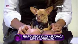 No te pierdas estos videos de perros loquillos