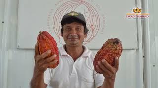 Testimonios desde el Proy. Cacao y Plátano en Imaza