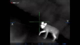 Coyote Headshot- AirForce Condor SS .25cal/Pulsar Trail 2 XP50... Lights Out!!!