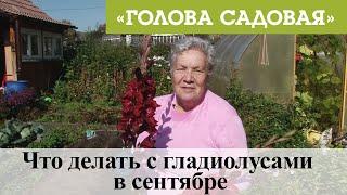 Голова садовая - Что делать с гладиолусами в сентябре