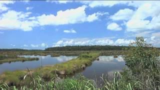 ACE Basin and Birding with Dr. Sidney Gauthreaux