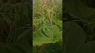 Tanaman pertanian di sekitar#shortsvideo #viralvideo