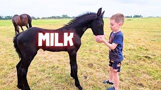 Milk! | Yfke chooses what she wants to eat | Bingo! | The story behind the brush | Friesian Horses