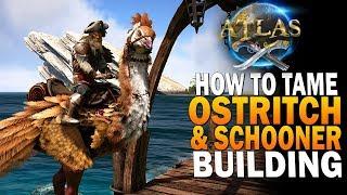 How To Tame An Ostrich In Atlas! Atlas Pirate Survival MMO Gameplay E3 [Private Server]