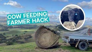 Farmer Finds Cow-Feeding Hack || ViralHog