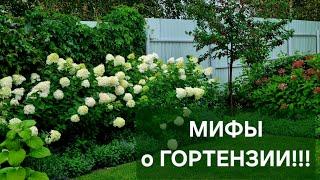 МИФЫ о ГОРТЕНЗИИ!