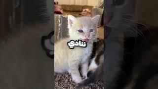 كيف بتنادي القطط 