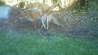 Foxes mating