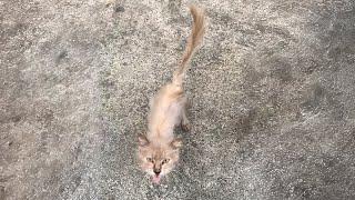 This malnourished stray cat, skinny as paper, boldly intercepts passersby for food